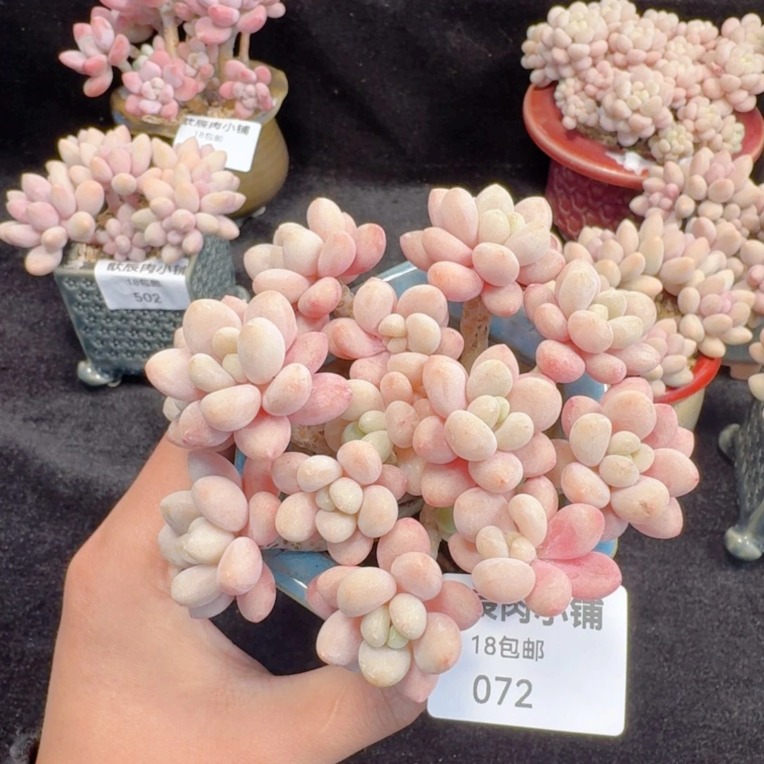 多肉植物  072  鱼子酱