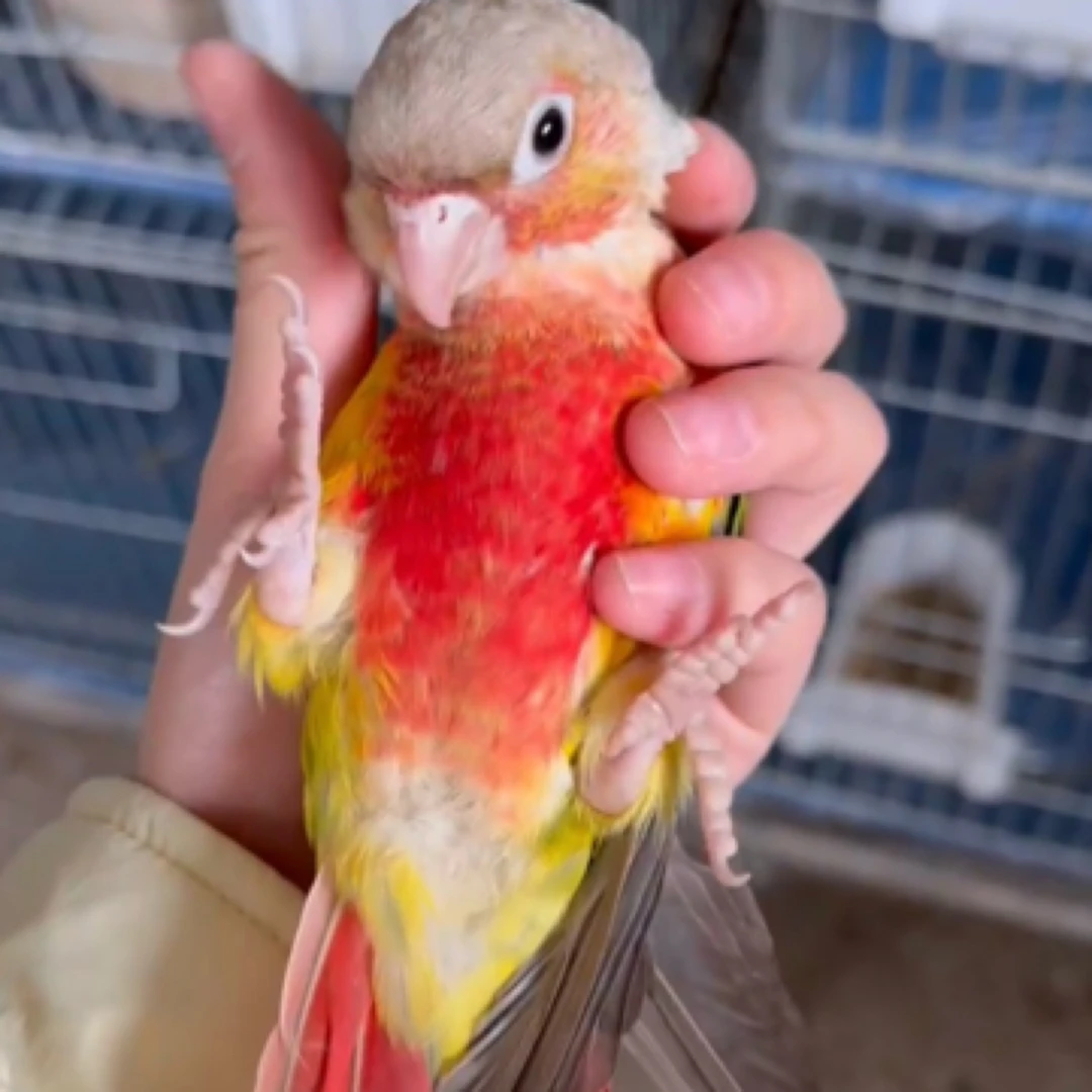 手养鹦鹉黄边凤梨养殖场直发顺丰包邮包活