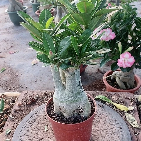 【闪购商品】无花朵兔*舞