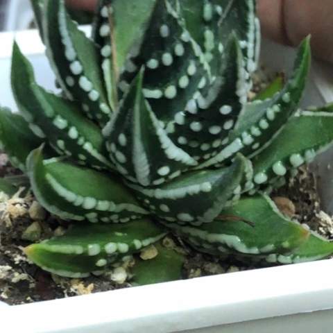 达摩泪珠母本带盆发货