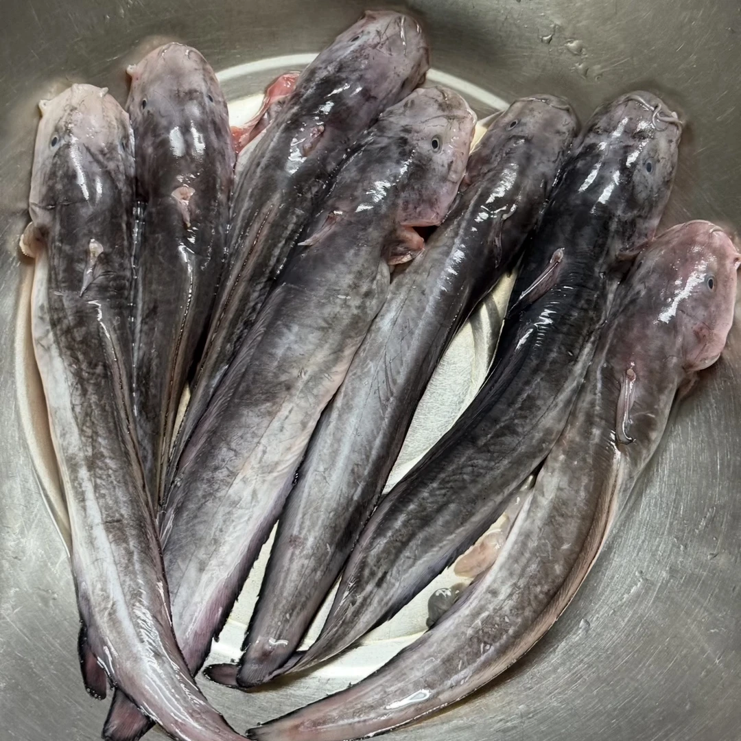 【沙毛鱼】正当季！汕尾本港沙毛鱼 菜脯焖豆瓣酱焖 肉质巨鲜嫩