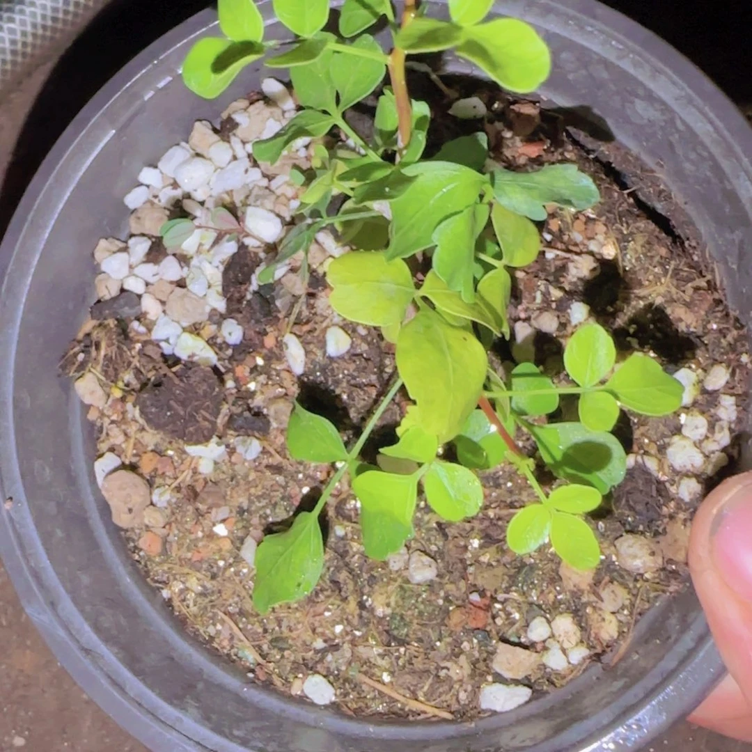 喆***東块根植物块根植物
