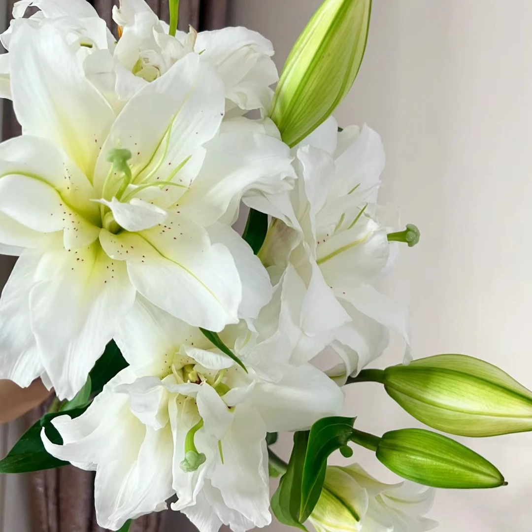 百合种球【白雪公主】荷兰进口香水百合重瓣室内室外都可以种植耐