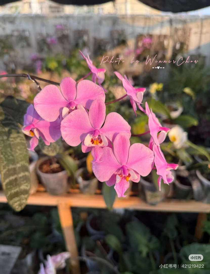 【西蕾丽】2.8寸蝴蝶兰苗（带花剑，开花带香）
