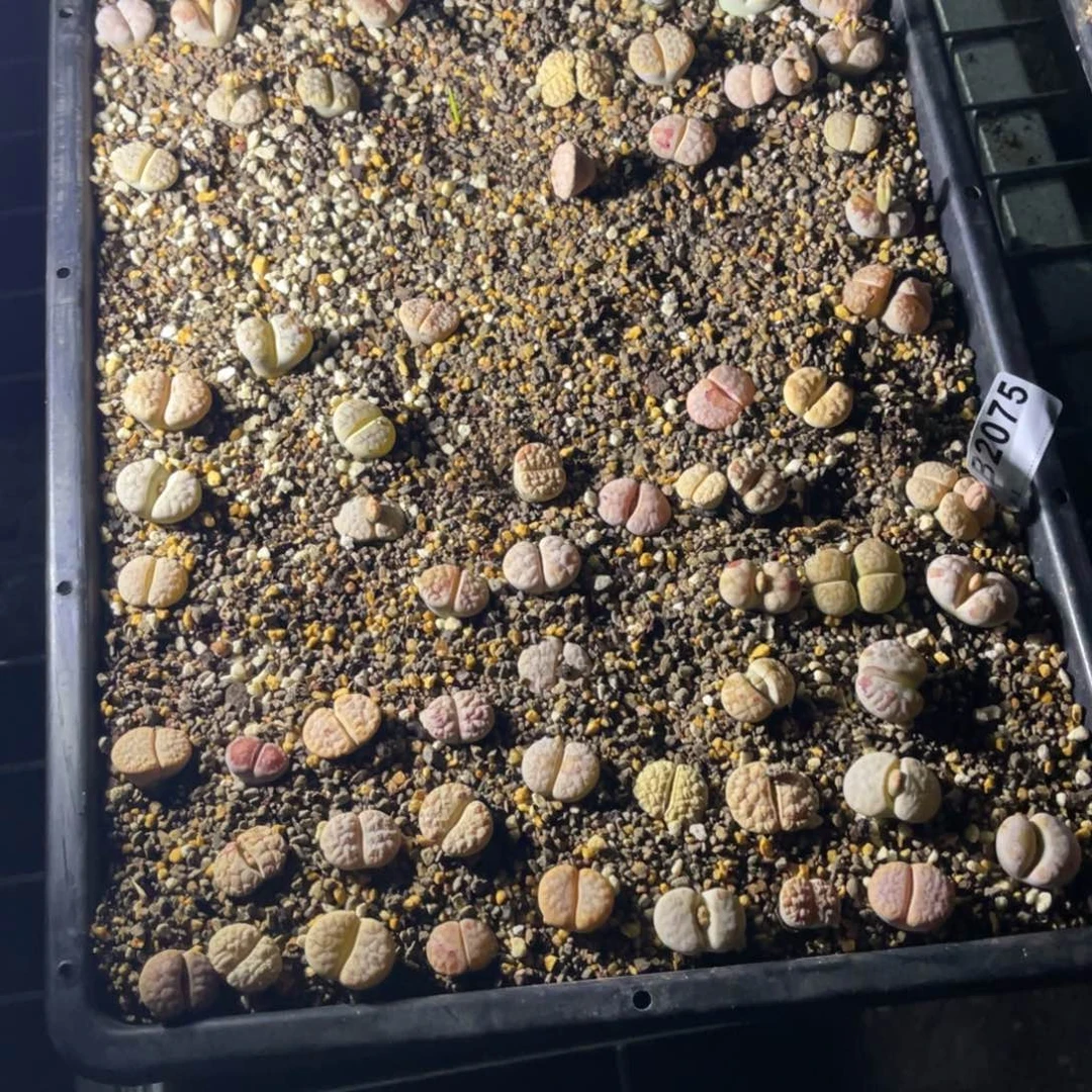 *****2075福利筐1不售后