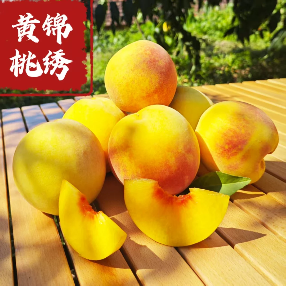 【现摘现发】湖北锦绣黄桃脆桃香甜多汁脆软两吃现摘坏果包赔4.5斤