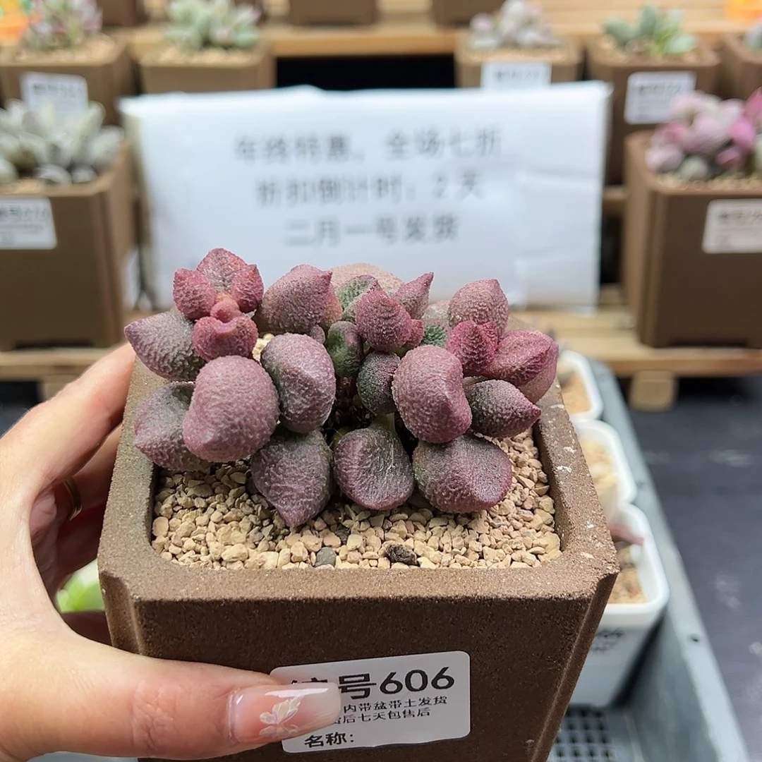 小***剧606水蜜桃多肉植物