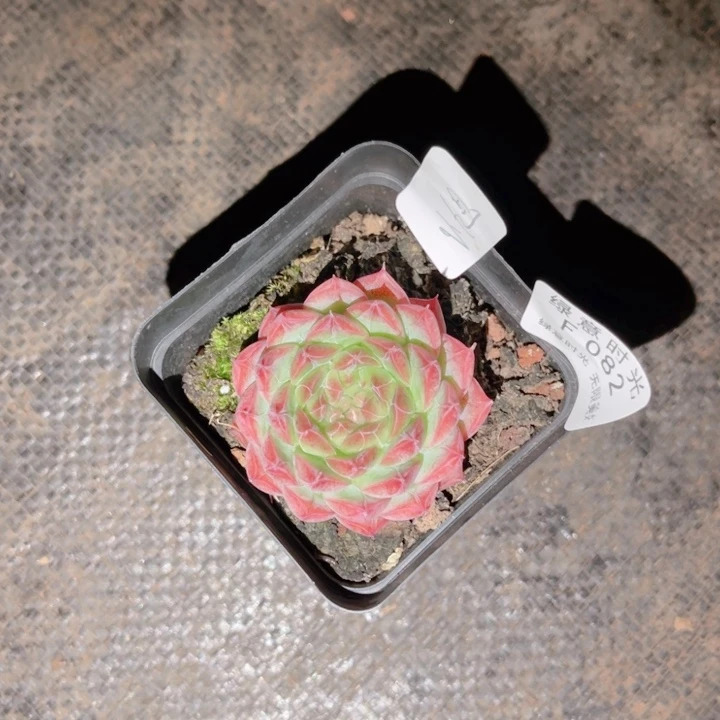 哎***旭082 带陶瓷盆发货 满28包邮