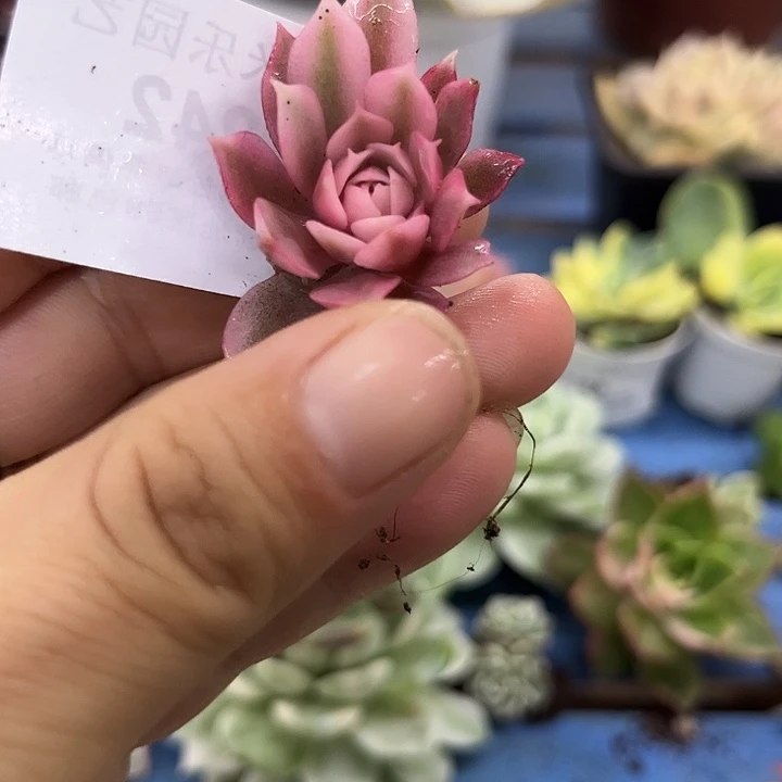 242粉蝶锦炸多肉植物腹轮