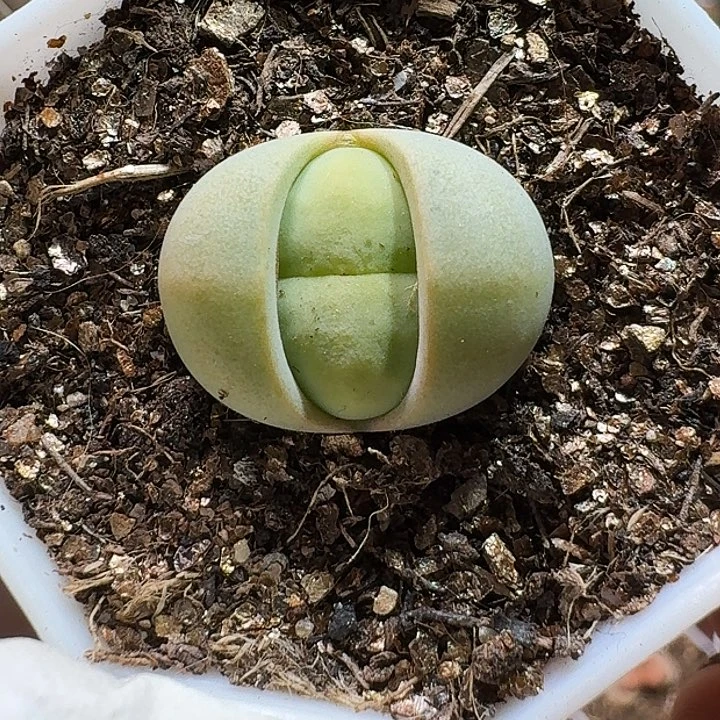 生石花1111111。  310