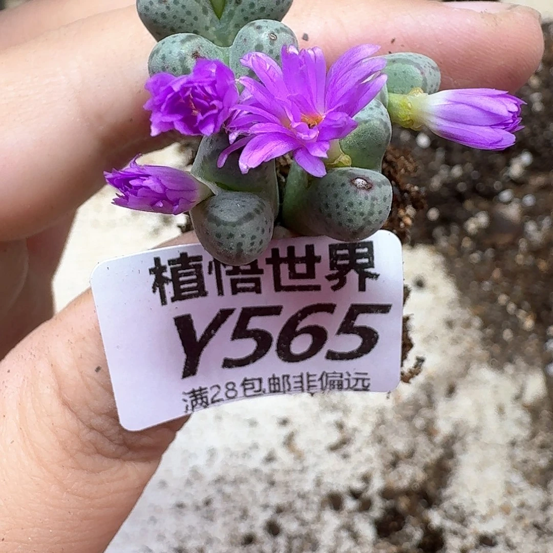 多肉植物的润泽地vwb