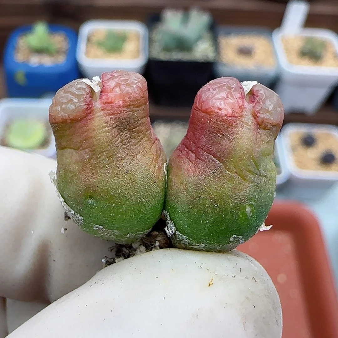 411园艺优选雪茄