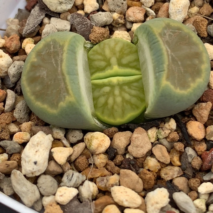 精品多肉植物精品绿菊
