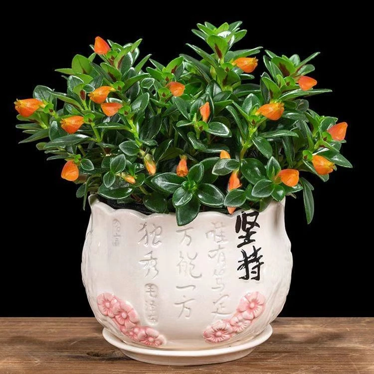 金鱼花吊兰金鱼花盆栽金鱼花带花苞室内四季常青绿植花卉四季开花