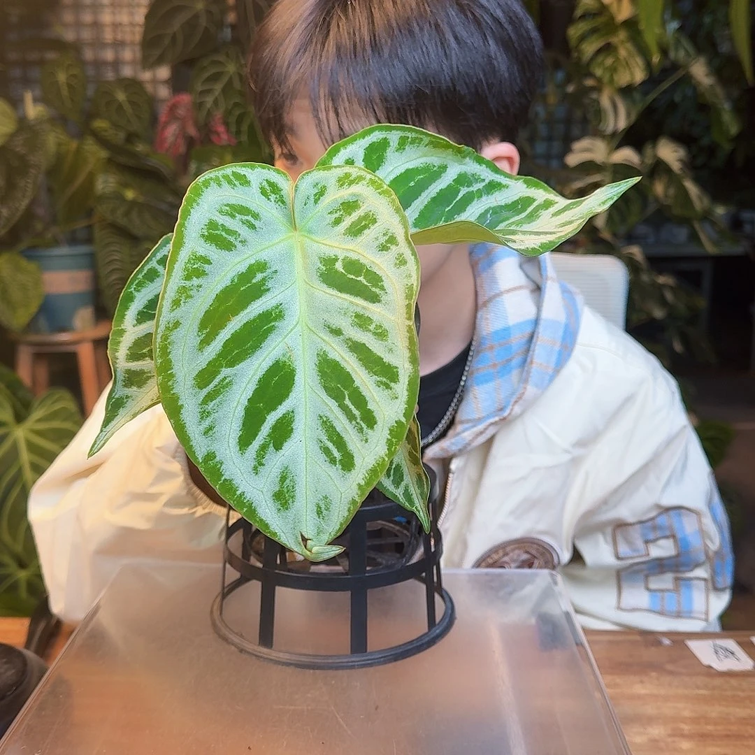 完全开放K172银刷子轻微叶损无售后