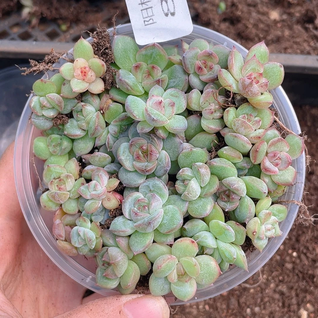 多肉植物多肉植物811