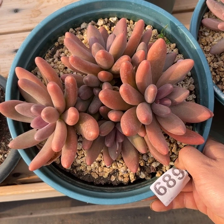 多肉植物糖果美人689