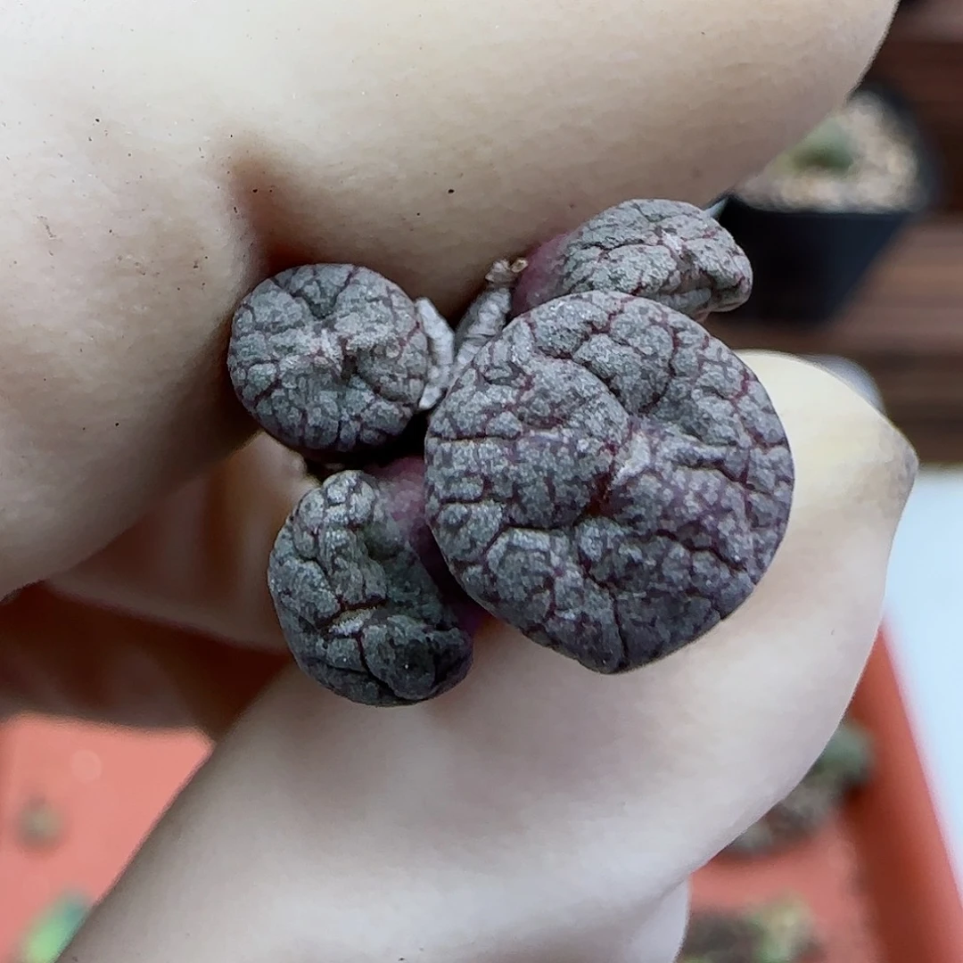 770康普提杂交福利