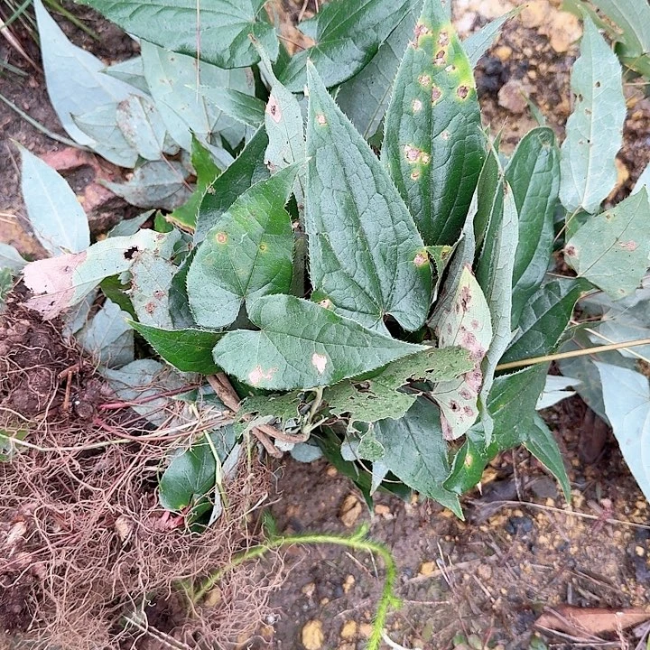 无花朵野生羊羊草半斤