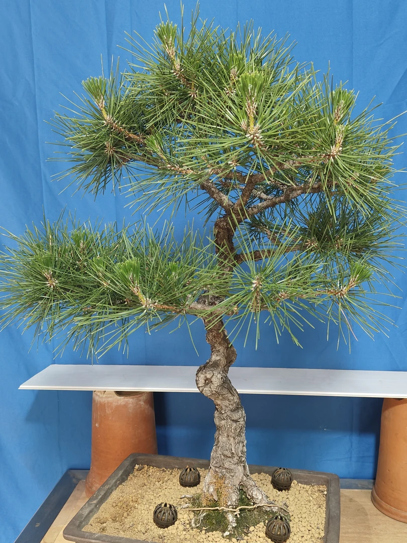 黑松盆景老桩适合庭院阳台办公室的趣味绿植盆栽