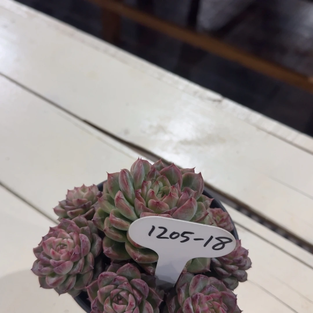 1205-18珍妮群脱一颗土发货