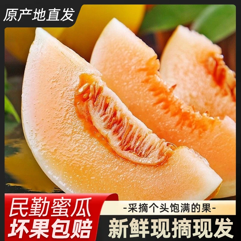 【现摘现发-产地直发】正宗甘肃民勤蜜瓜香甜多汁新鲜当季水果
