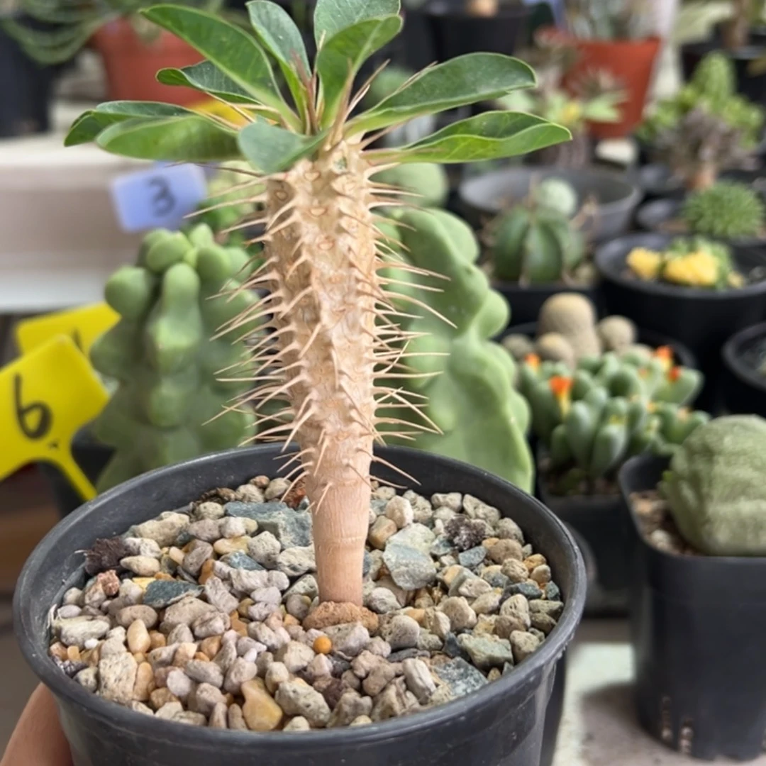 鬼切阁带盆11111111111