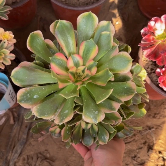 香妃法师9.9多肉植物