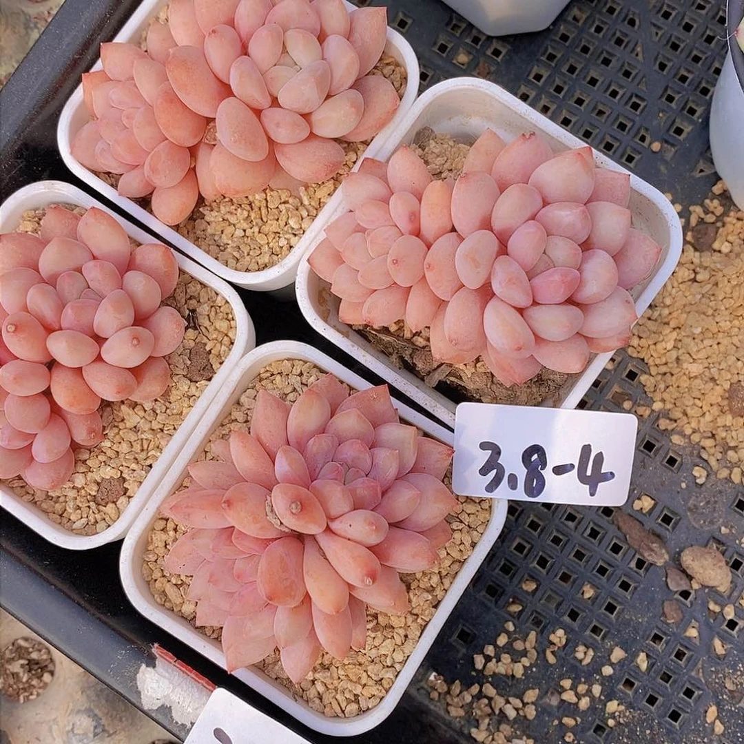 3.4-4-双头半夏福利一颗 量拍