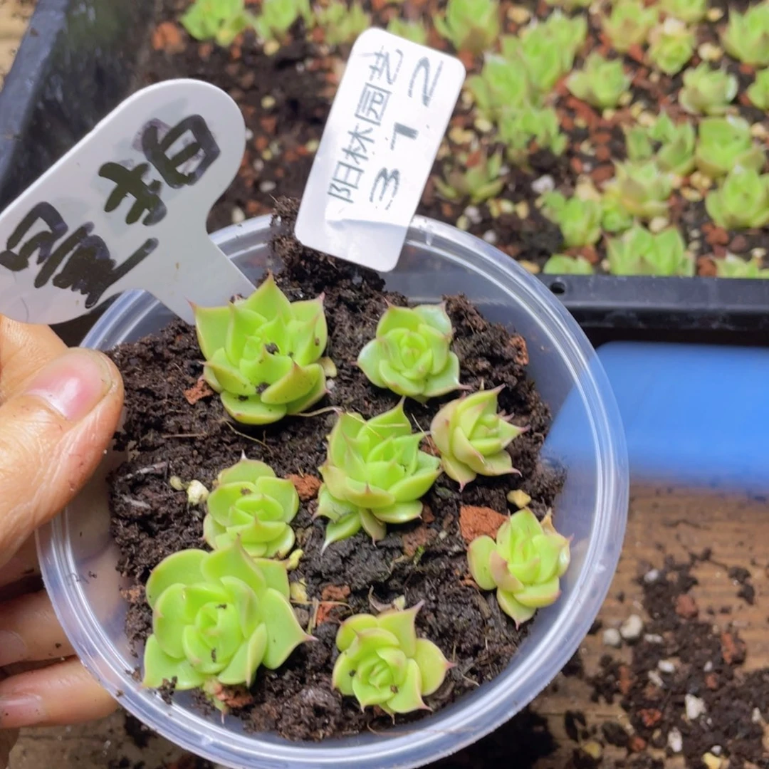 量拍多肉植物多肉植物312