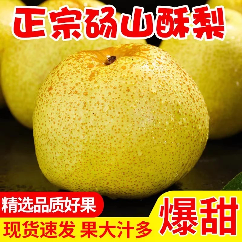 砀山酥梨新鲜采摘现摘现发脆甜多汁皮薄爽口水果