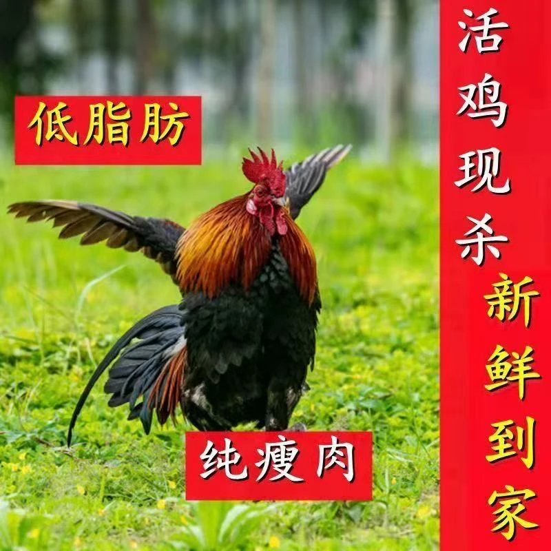 农村散养大公鸡纯粮喂养三年以上现杀现发冷链直达