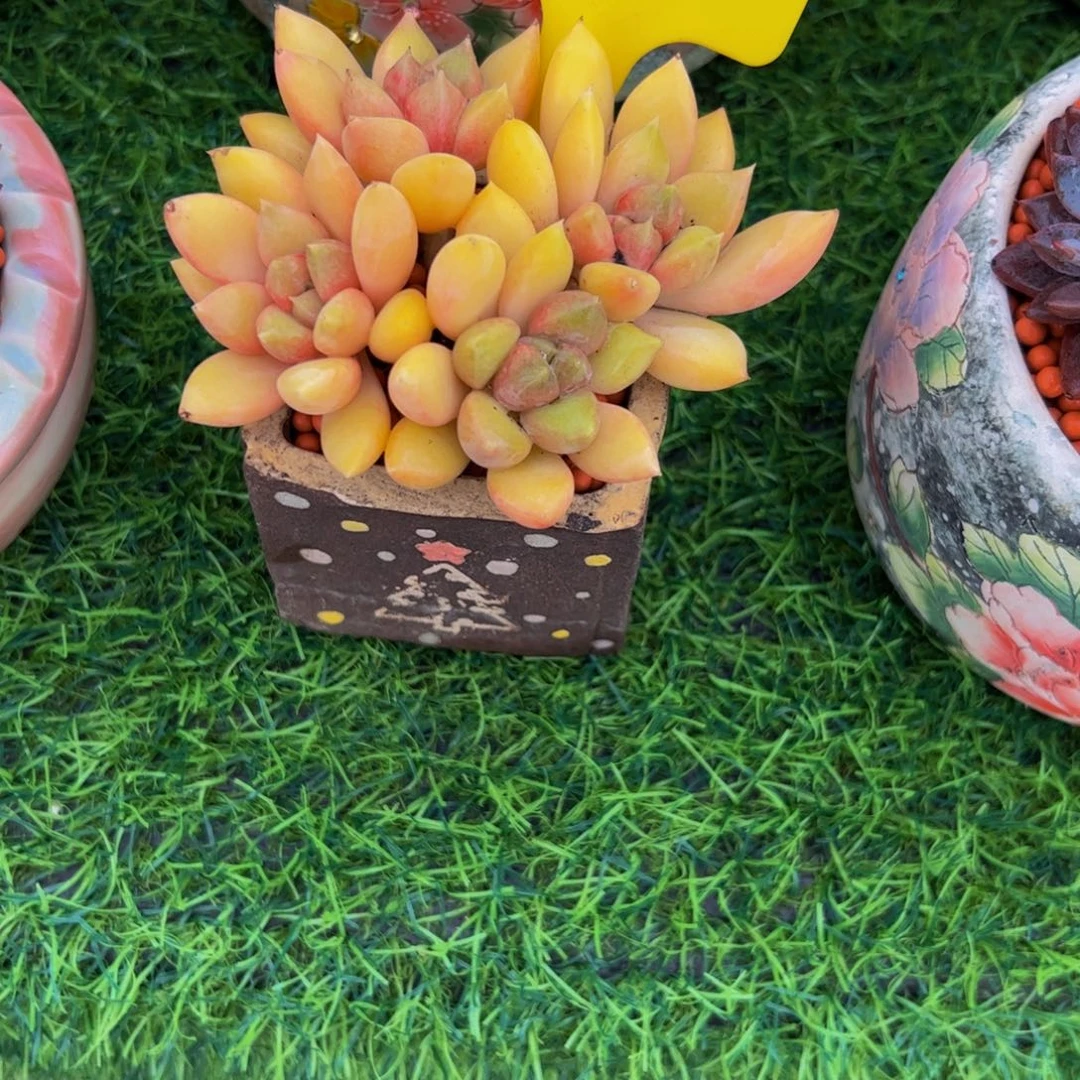 用***0红象牙小老桩多肉植物