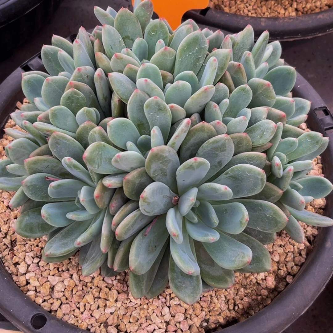 0085下午多肉植物群生