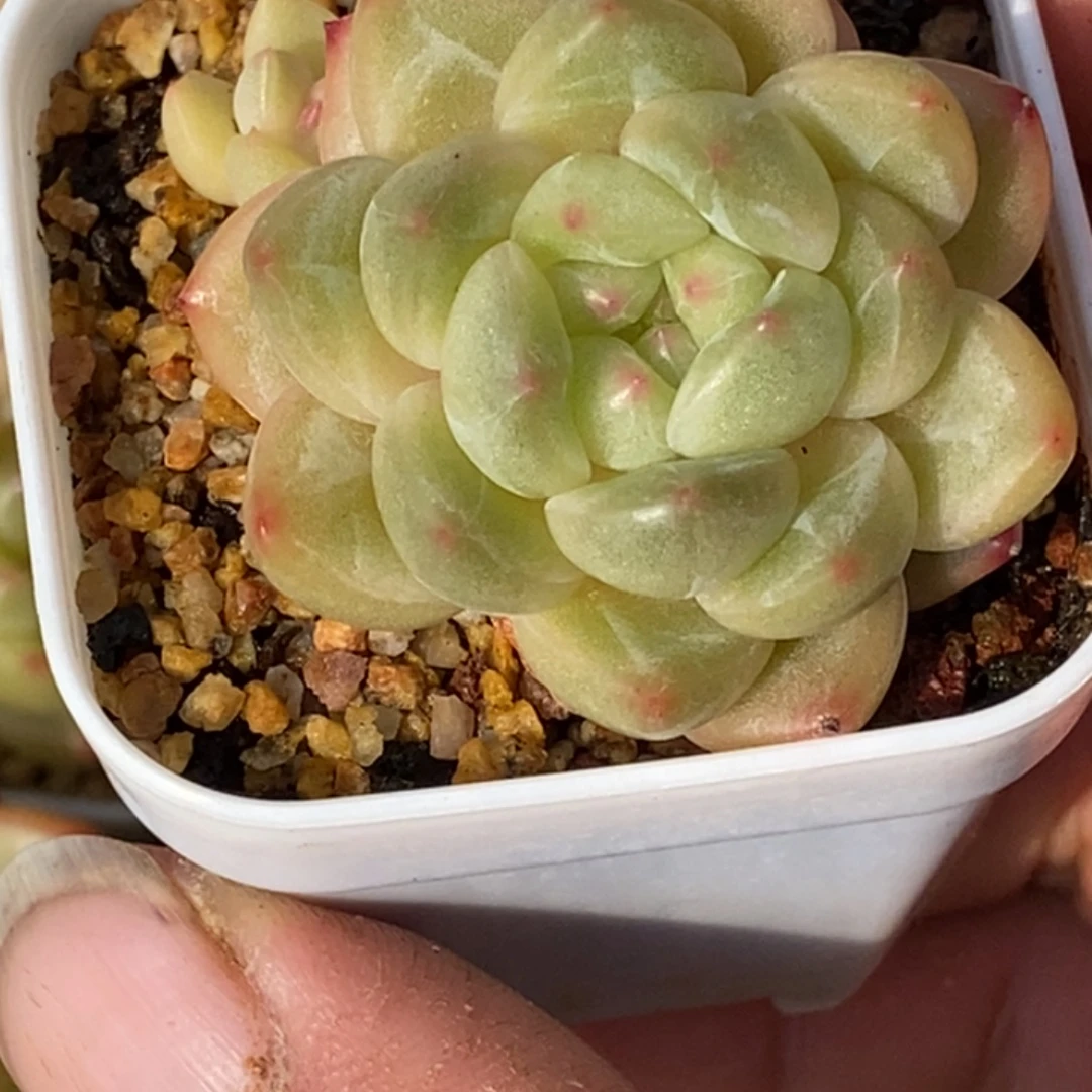 天官赐福百无禁忌