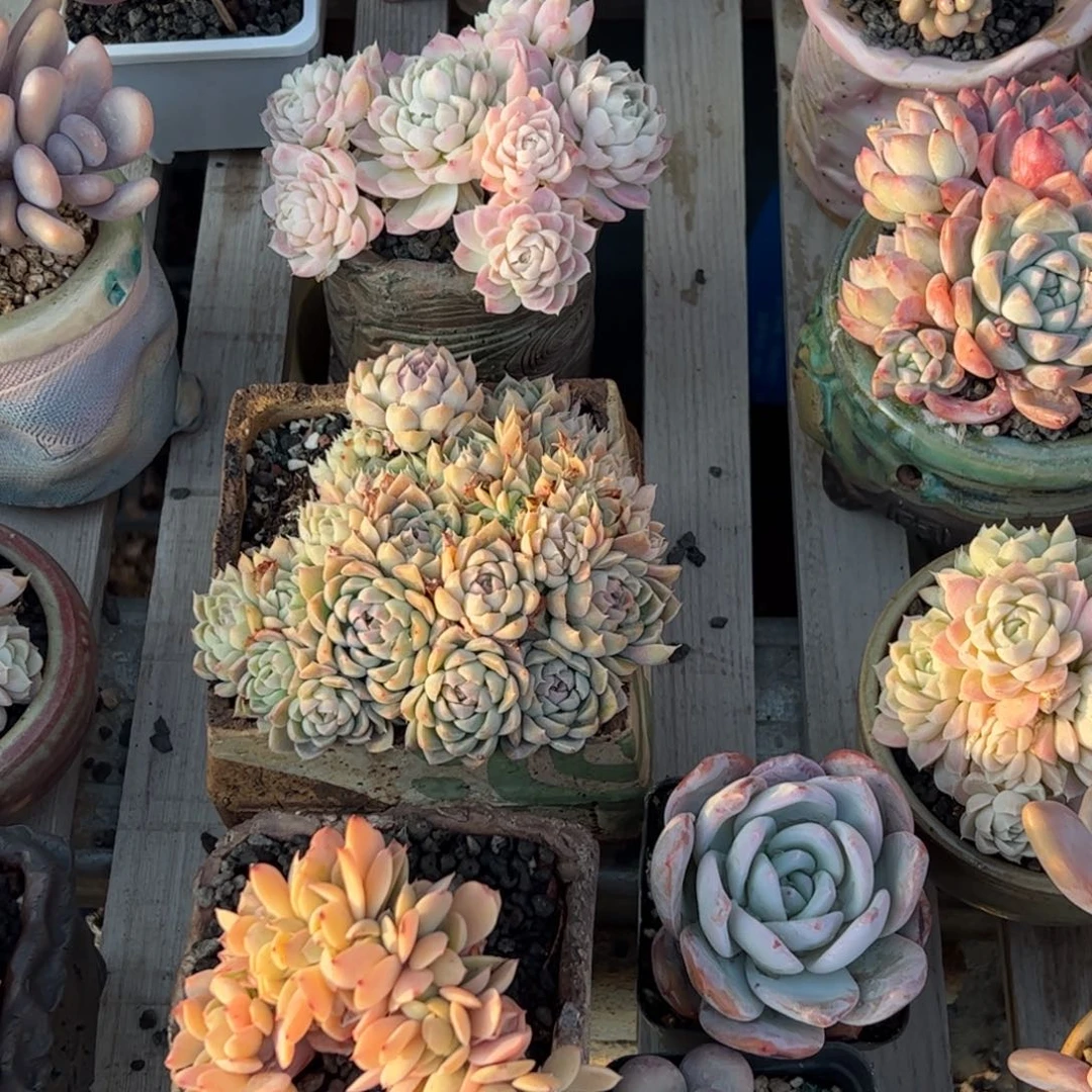 五颗一起多肉植物