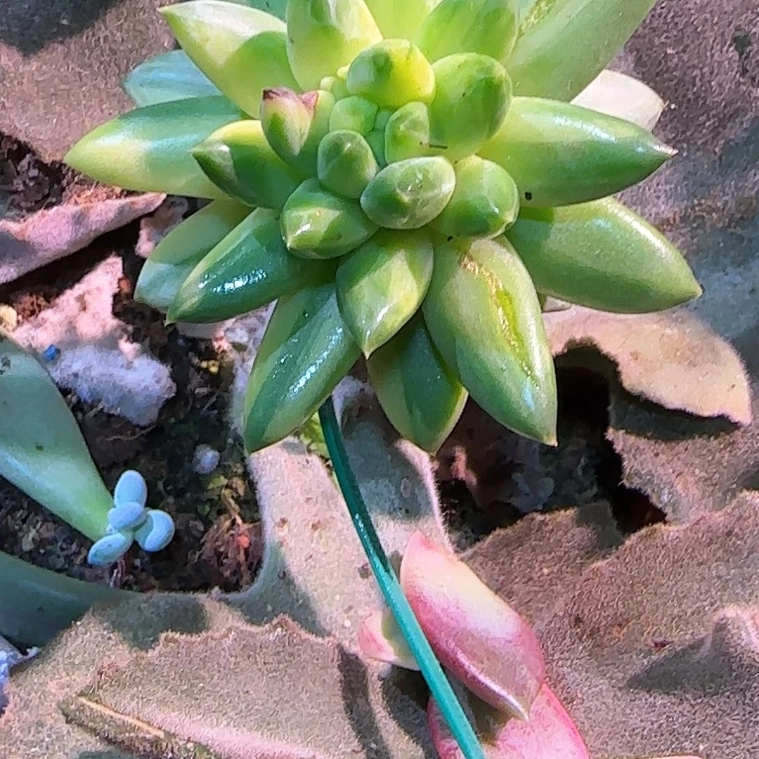 ❤️****青花瓷锦，多肉植物
