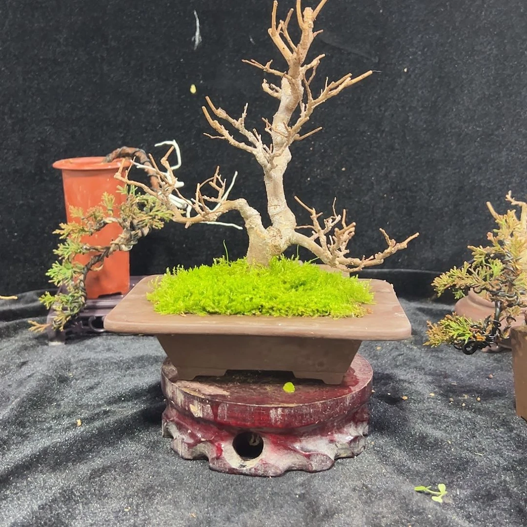 ****发发发发发发发发发发