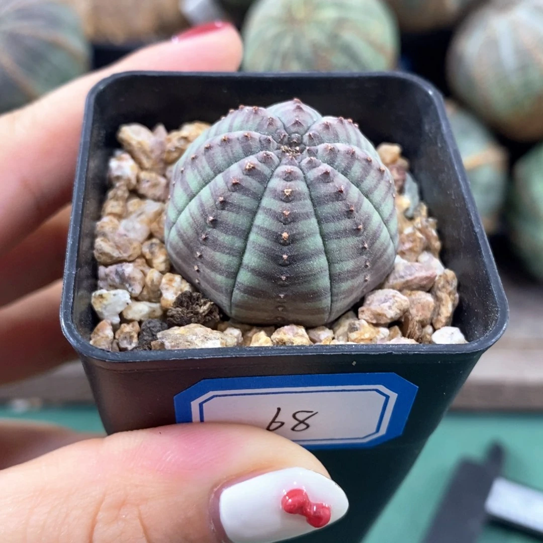 欧系实生布纹球一物一拍