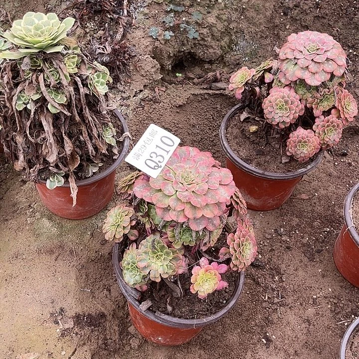310霞光多肉植物