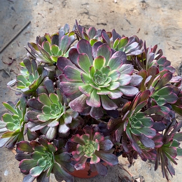 黑金刚35多肉植物法师法师