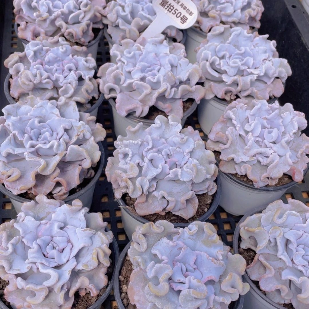 量拍50号 芭蕾舞者白饺子皮大单头一个