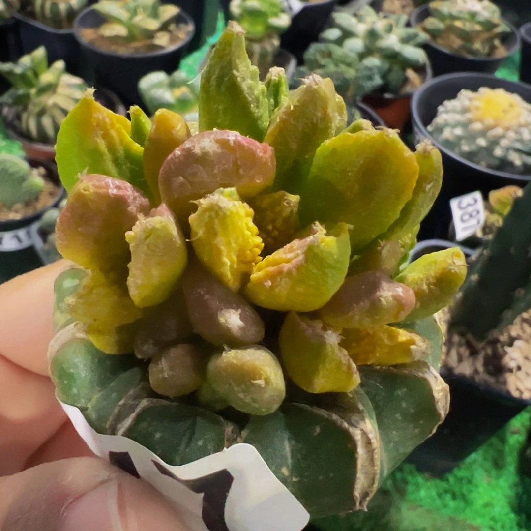 无花朵福利勃氏黑牡丹群447