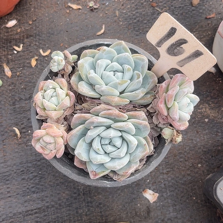 宝***静晨语多肉，一物一拍散161