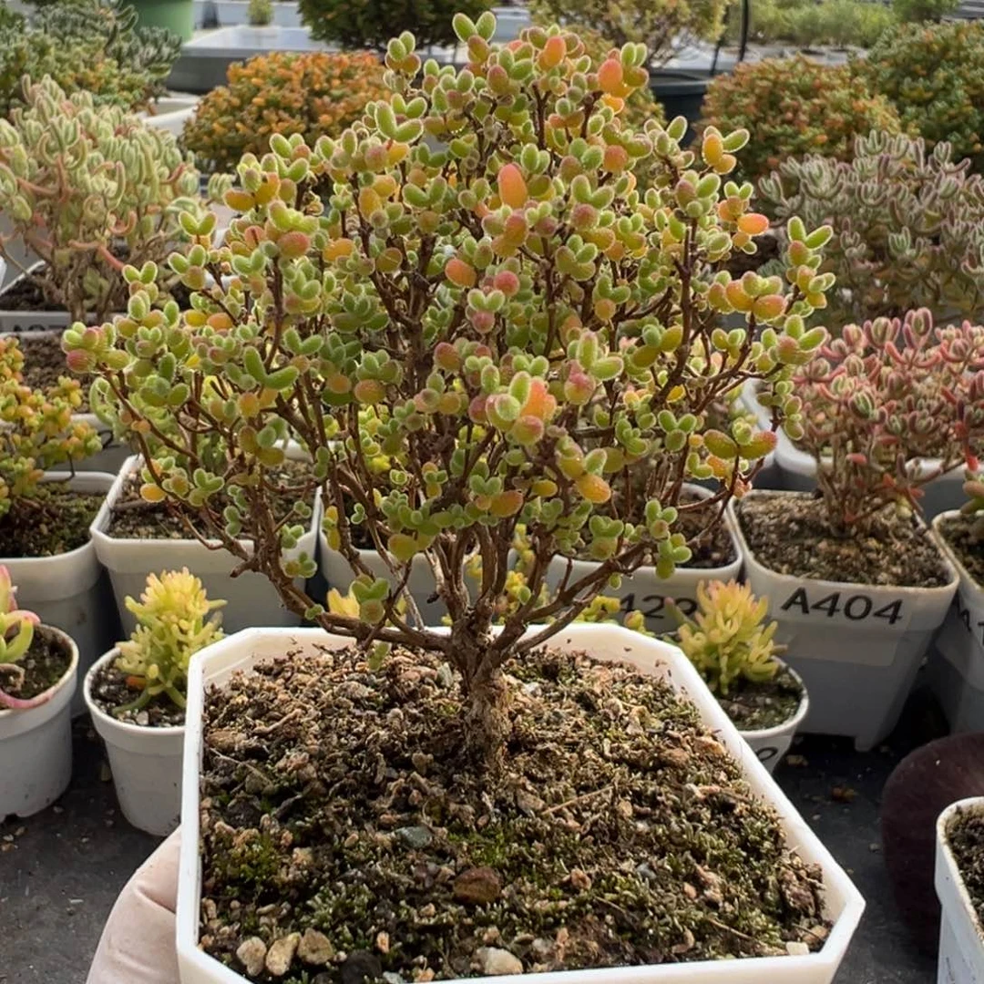 A442蜜桔糖球枝干