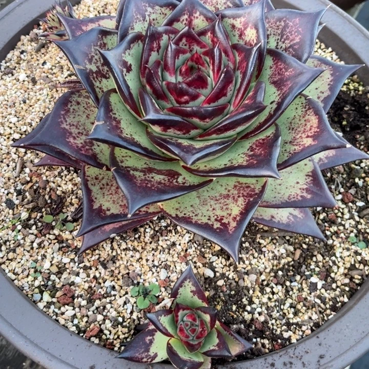 大宽叶侧牙特一个11