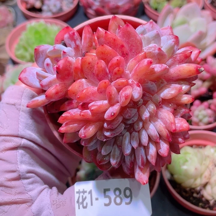 花利美1-589橙梦露缀化