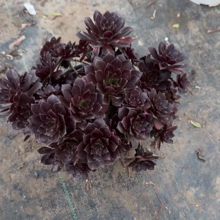 凤凰妖桩两单包邮。