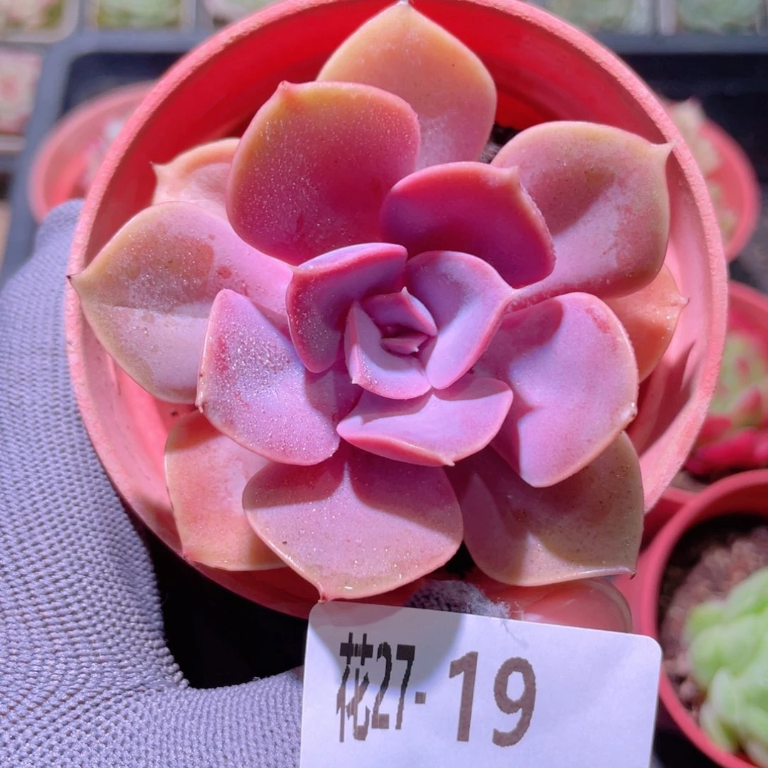 花利美27-19紫珍珠