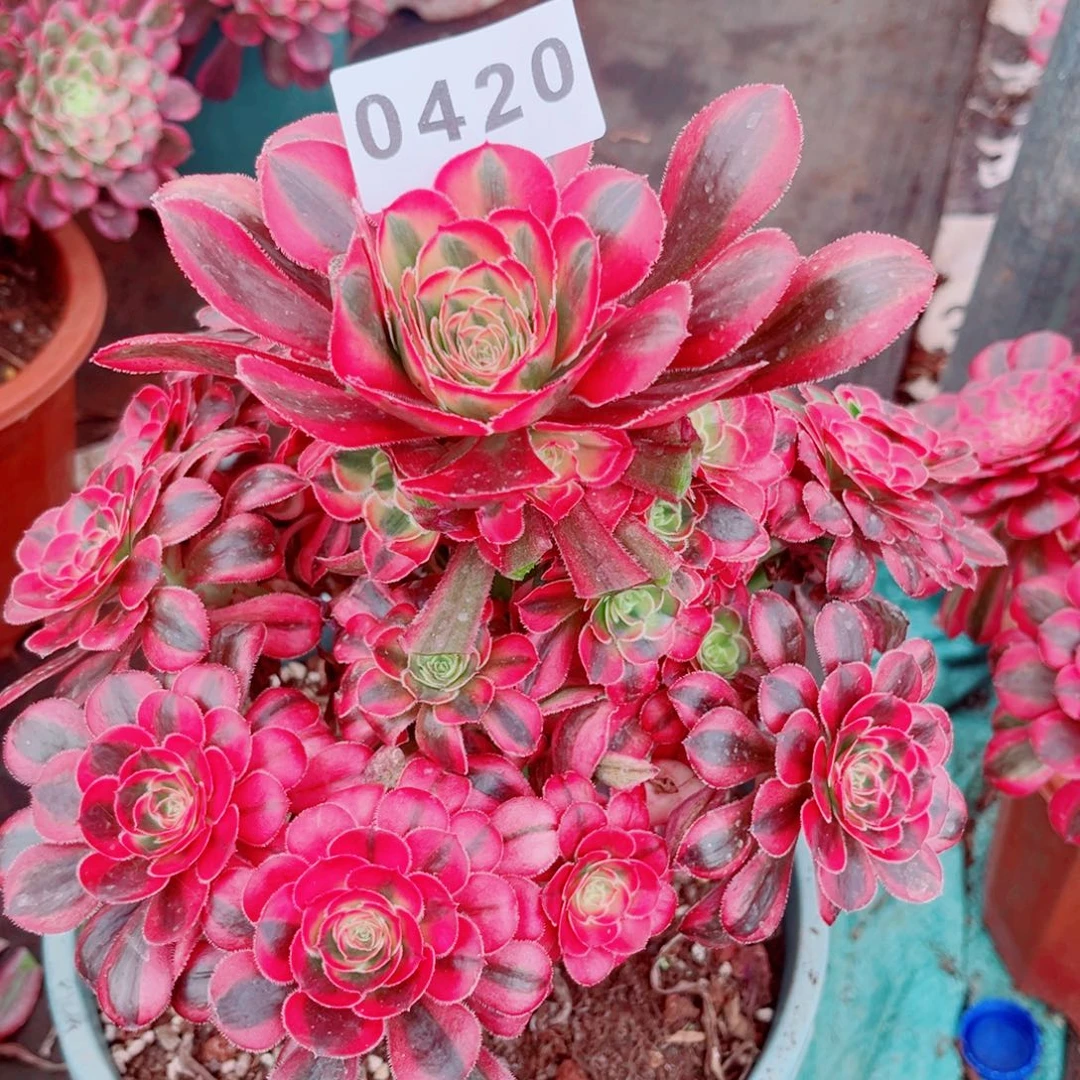 初恋多肉发货发货